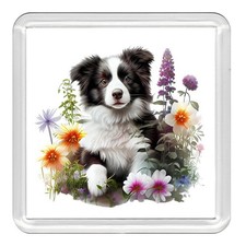 BORDER COLLIE Dog Acrylic