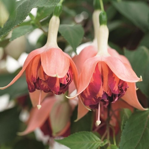 Fuchsia giant trailing - fuchsia,