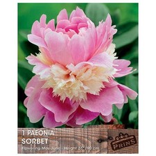 Peony Paeonia Lactiflora