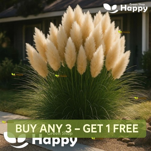 Pampas grass seeds white - grass, |