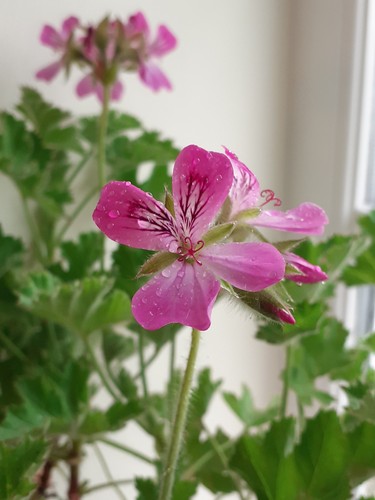 Pink capitatum scented - –,