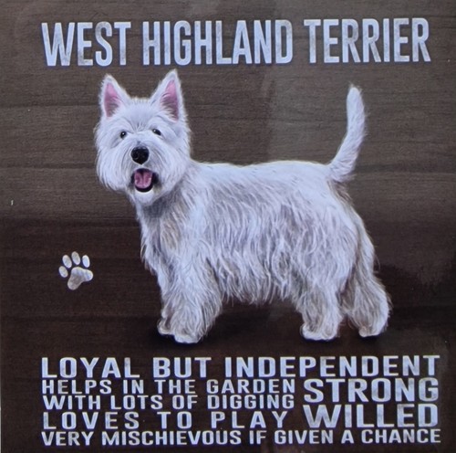 West highland terrier dog - highland,