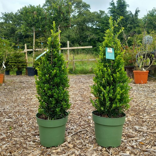 Ilex crenata jenny - x,