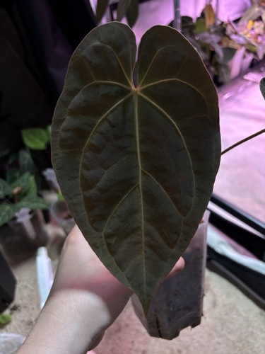 Anthurium carla x - rw, no.1
