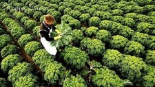 KALE BORECOLE DWARF GREEN