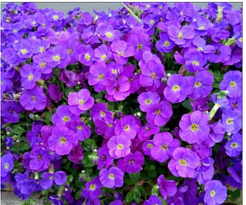 Aubretia purple blue flowers - purple/blue, flowers-