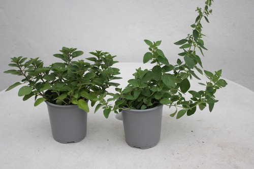Two oregano plants culinary - oregano,