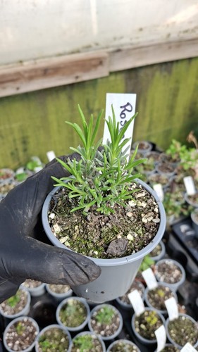9cm herbs 125 varieties - varieties,