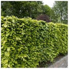 75 Green Beech Hedging Plants