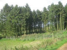 Photo A3 Pheasant rearing pen