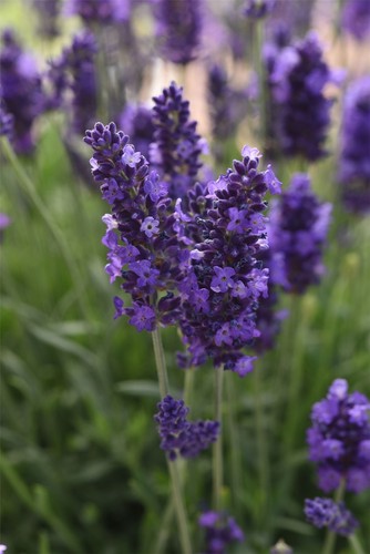 Flower lavendula lavender - -,