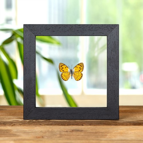 African golden arab butterfly - golden,