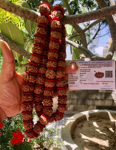 Lab certified mukhi - 5,