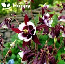 COLUMBINE WILLIAM GUINNESS - Aquilegia Vulgaris - 100 seeds - Perennial Flower