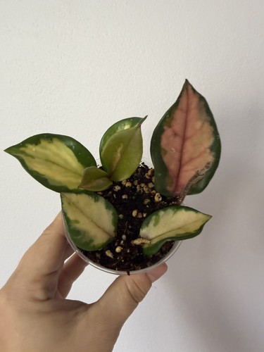 Hoya carnosa tricolour - hoya,