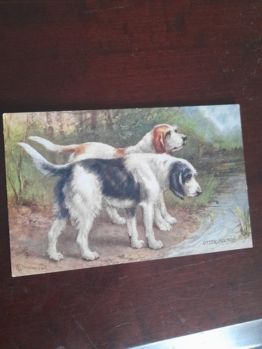 Old postcard otter hounds - old,
