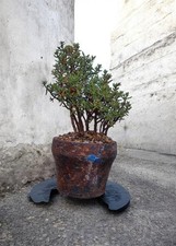 Flowering Bonsai Forest