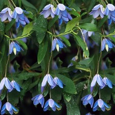 Sollya Heterophylla Bluebell