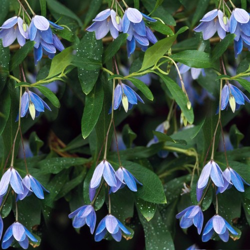 Sollya heterophylla bluebell - sollya,