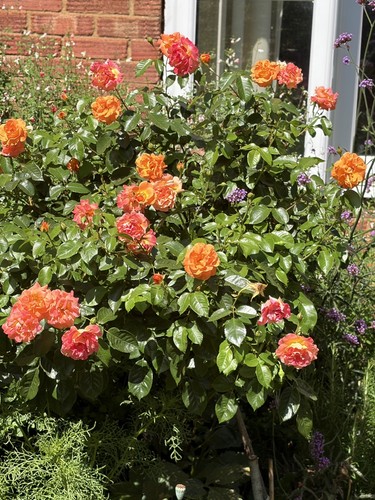 Rose precious amber half - precious,