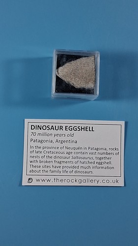 Fossil dinosaur egg shell - egg,