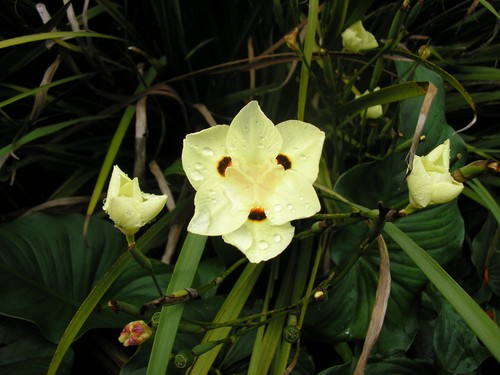 Dietes bicolor african - dietes, bicolor|