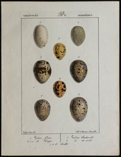 1830 - Bird Eggs (Partridge & Quail) - Antique Lithograph Ornithology