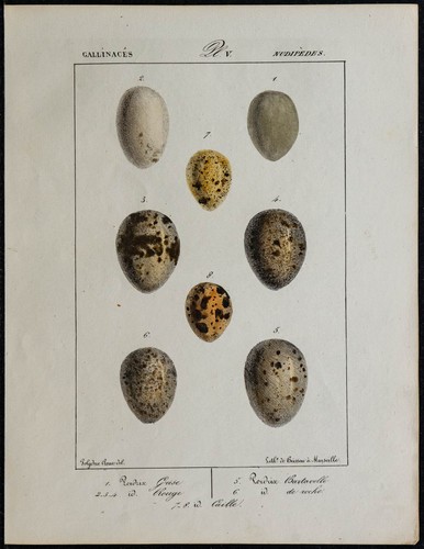 1830 bird eggs partridge - 1830, (partridge