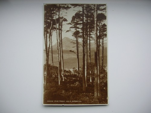 Arran postcard pine trees - arran,