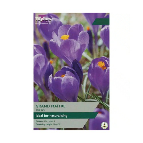 Taylors blue crocus bulbs - crocus,