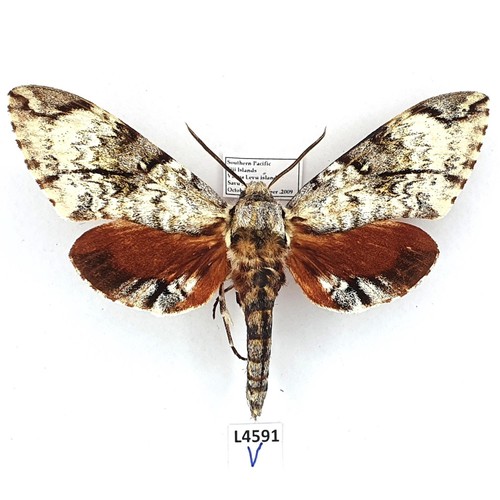 Sphingidae psilogramma - sphingidae,,