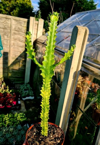 Euphorbia trigona variegated - trigona,