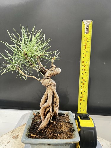 Japanese black pine bonsai - pine,