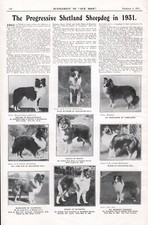 SHETLAND SHEEPDOG OUR DOGS 1931 IMAGES FROM VARIOUS KENNELS DOG PRINT PAGE  b219