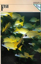 Wildlife-Fact-File-Fish-Wild Animals-School-Nature-Collectors-From 1 to 45