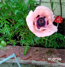 Pink Oriental Poppy fresh