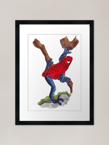 Strawberry poison dart frog - , in