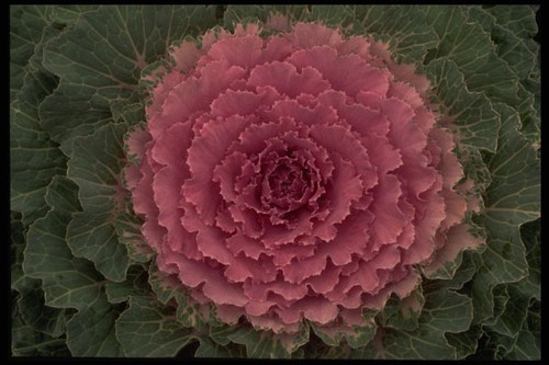 403010 ornamental cabbage - ornamental, a4