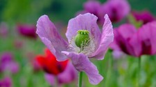 POPPY Wild Flower THE GIANT' -