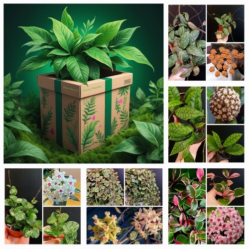 Surprise plant box - box., hoya