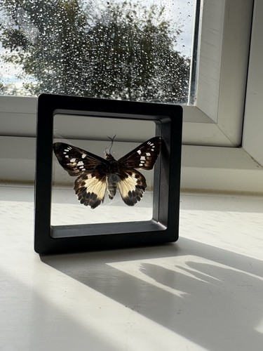 Taxidermy framed transparent