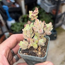 Crassula elegans namlbensis