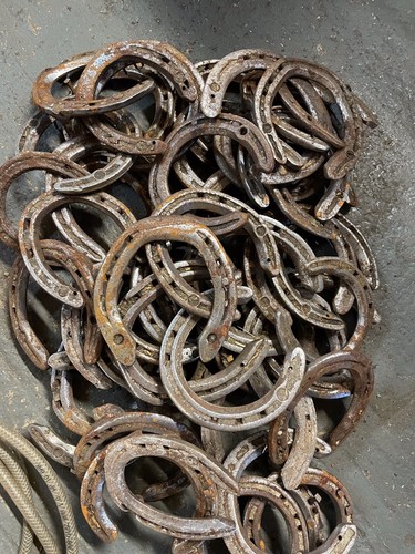 Kgs used horse - kgs,