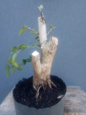 Privet Bonsai Tree Yamadori