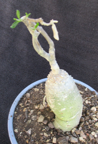 Fockea edulis really - fockea, choice