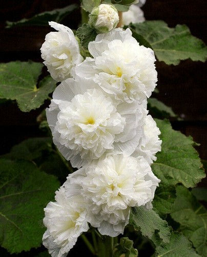 Chater white icicle - chater's,