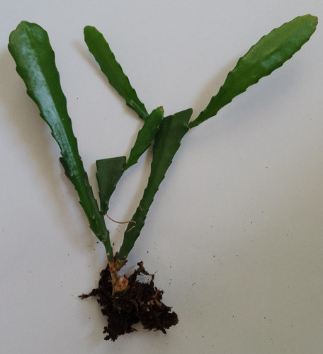 Epiphyllum cactus young - x, 1