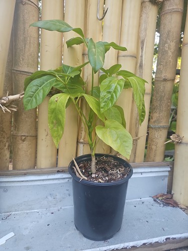 Umbrella tree schefflera - umbrella,