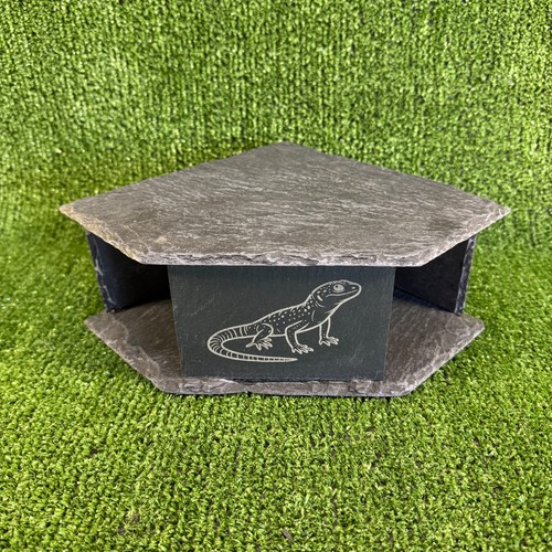 Lizard gecko laser - lizard,