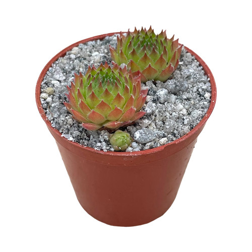 Sempervivum pine cone - 'pine,